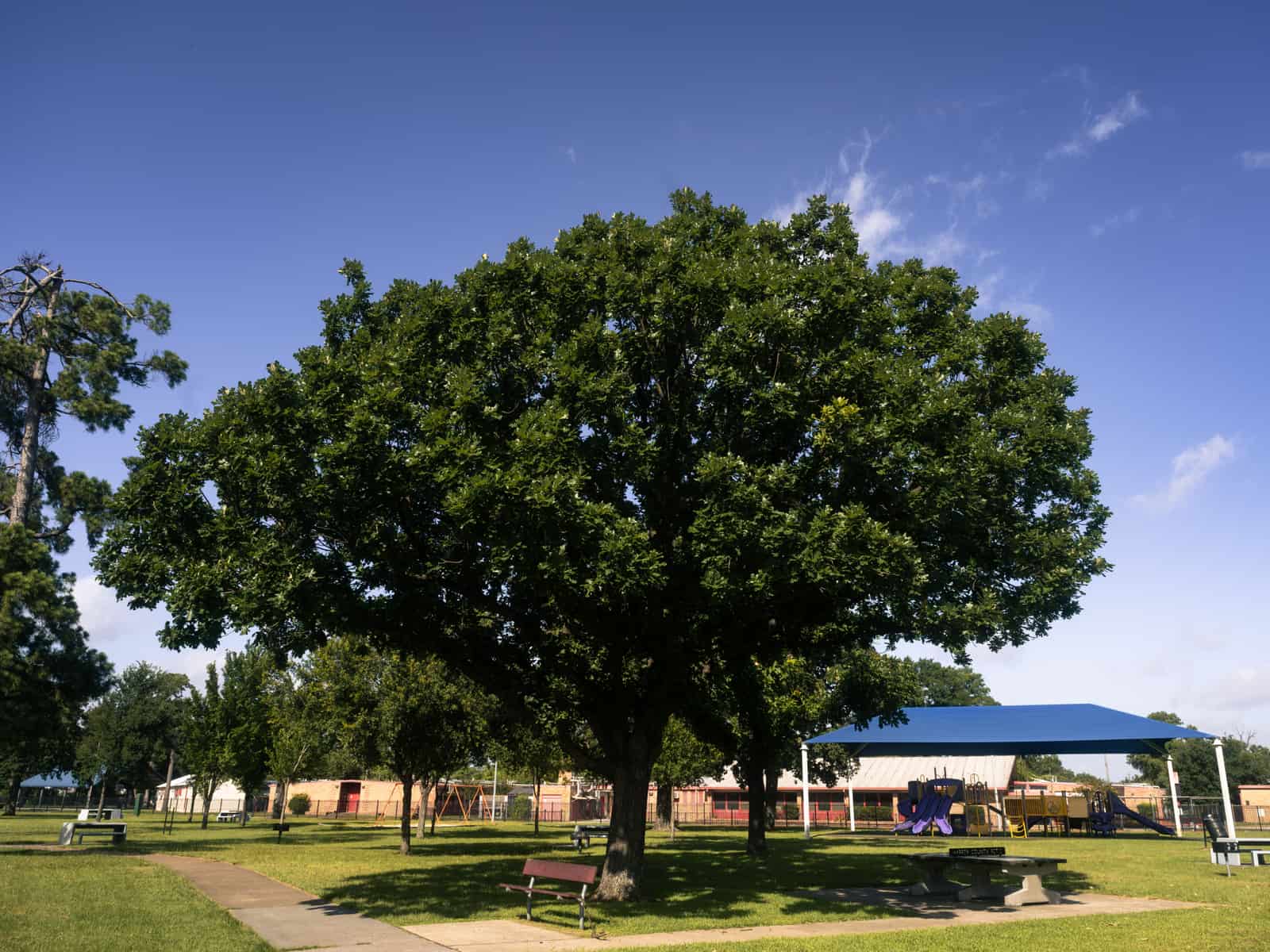 A large shade tree in a sunny park with benches